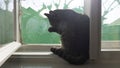 Cat sits at the window and cleans itself Royalty Free Stock Photo