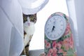 Cat sits on windowsill near floral clock covered with curtain Royalty Free Stock Photo