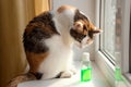 The cat sits on the windowsill and sniffs the sanitizer
