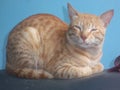 Cat sitted on two wheeler seat.