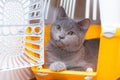 The cat is sitting in an animal carrier . Pet. Transportation of animals. Article about animal transportation. The safety of a pet