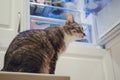 The cat is sitting on the background of an open refrigerator Royalty Free Stock Photo