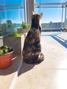 Cat sitting on the balcony. Royalty Free Stock Photo