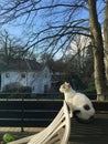 Cat sitting on balcony