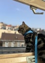 Cat sitting on the balcony and looking at the city. Royalty Free Stock Photo