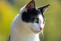 Cat sitting on the balcony and observed his surroundings Royalty Free Stock Photo