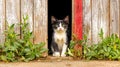 Cat Sitting in Barn Doorway Surrounded by Greenery Royalty Free Stock Photo