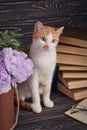 The cat is sitting behind a flower pot Royalty Free Stock Photo