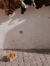 Cat sitting below animal furs in medina, Essaouira, Morocco