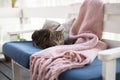 Cat sitting on a bench Royalty Free Stock Photo