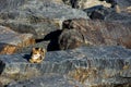 Cat sitting on the big rock