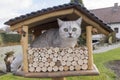 The cat is sitting in the birdhouse,The kitten watches,waits and hunts for birds Royalty Free Stock Photo