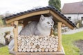 The cat is sitting in the birdhouse,The kitten watches,waits and hunts for birds Royalty Free Stock Photo