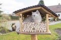 The cat is sitting in the birdhouse,The kitten watches,waits and hunts for birds Royalty Free Stock Photo