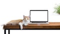 cat sitting with blank laptop on wooden table on white