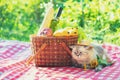 The cat is sitting on a blanket near a picnic basket Royalty Free Stock Photo