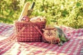 The cat is sitting on a blanket near a picnic basket Royalty Free Stock Photo