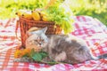 The cat is sitting on a blanket near a picnic basket Royalty Free Stock Photo