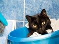 Black cat hiding in bathroom