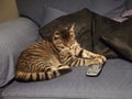 A cat sitting on a blue sofa holding a telly remote control