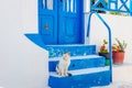 Cat sitting on blue stairs in Thirasia, Greece. Royalty Free Stock Photo