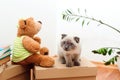 Cat sitting on the boxes in new house. Packed household stuff for moving into new house. New home concept Royalty Free Stock Photo