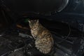 Cat sitting in car engine bay at night Royalty Free Stock Photo