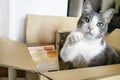 Cats food delivery. Cat asking for snack Royalty Free Stock Photo