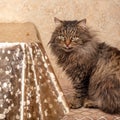 The cat is sitting on a chair Royalty Free Stock Photo