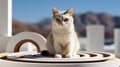 A cat sitting on a circular object