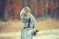 Cat sitting on concrete column Royalty Free Stock Photo