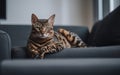 A cat sitting on a couch looking at the camera. AI generative image. Royalty Free Stock Photo