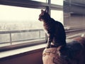 Cat sitting on couch sofa at home looking through window. Lonely domestic animal pet waiting for its owner. Kitten pet home alone Royalty Free Stock Photo
