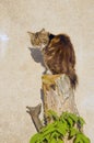 Cat sitting on cut tree on background of wall. Royalty Free Stock Photo