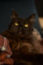 Cat sitting on a dark blue chair. Royalty Free Stock Photo