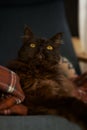 Cat sitting on a dark blue chair. Royalty Free Stock Photo