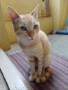 Cat sitting on the door meat and looking at camera nice closeup photo