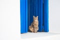 Cat sitting on the doorstep. Royalty Free Stock Photo