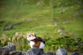 Cat sitting on the drystone wall, with green pastures in the background