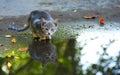 Cat sitting at the edge of rain puddle