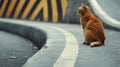 A cat sitting on the edge of a road looking at something, AI Royalty Free Stock Photo