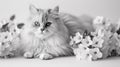 A cat sitting in a field of flowers with some white ones, AI Royalty Free Stock Photo