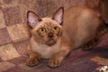 Burman Cat poses on a brown background. Royalty Free Stock Photo