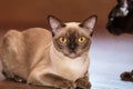 Burman Cat poses on a brown background. Royalty Free Stock Photo