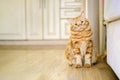 cat sitting on floor in cozy living room. curious cat tilted his head to one side and looks at the camera, in the Royalty Free Stock Photo