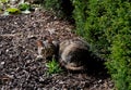 The cat is sitting in the flower bed under the bushes and basking in the sun.