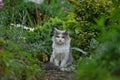 Cat sitting in a flower field. Kitten with flowers outdoors Royalty Free Stock Photo