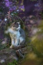 Cat sitting in a flower field. Kitten with flowers outdoors Royalty Free Stock Photo