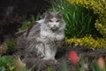 Cat sitting in flowers in the summer. Kitten sitting on the field with flowers Royalty Free Stock Photo