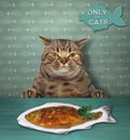 Cat and fried fish